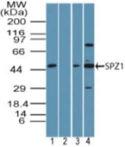 SPZ1 Antibody, Novus Biologicals 0.025mg; Unlabeled:Antibodies, Polyclonal