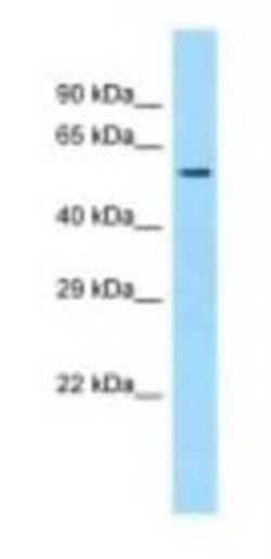 SQRDL Antibody, Novus Biologicals 20&mu;L; Unlabeled:Antibodies, Polyclonal