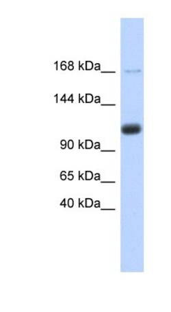 SR140 Antibody, Novus Biologicals 0.05mg; Unlabeled:Antibodies, Polyclonal