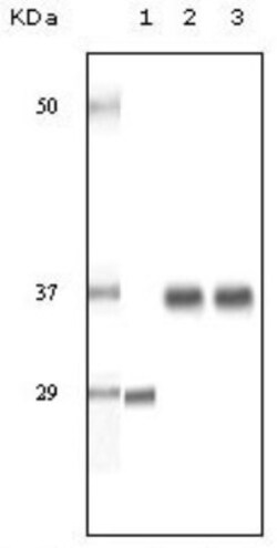 SRA1 Antibody (1D4H8), Novus Biologicals 0.1mL; Unlabeled:Antibodies, Monoclonal