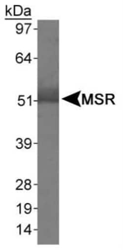 SR-AI/MSR Antibody - BSA Free, Novus Biologicals:Antikörper:Primärantikörper