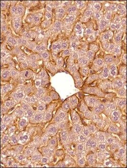 SR-BI Antibody - BSA Free, Novus Biologicals 0.025mL; Unlabeled:Antibodies,