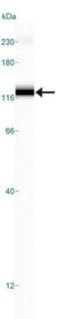 SR-BI Antibody - BSA Free, Novus Biologicals 0.025mL; Unlabeled:Antibodies,