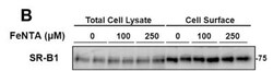 SR-BI Antibody - BSA Free, Novus Biologicals 0.025mL; Unlabeled:Antibodies,