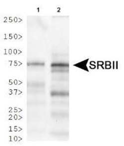 LIMPII/SR-B2 Antibody, Novus Biologicals 0.1mL; Unlabeled:Antibodies, Polyclonal