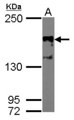 SRC1 Antibody (1135), Novus Biologicals 0.1mL; Unlabeled:Antibodies, Monoclonal