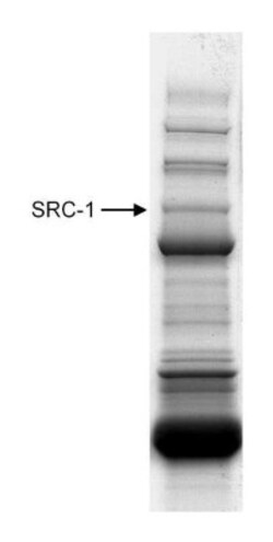 SRC1 Antibody, Novus Biologicals 0.1mL; Unlabeled:Antibodies, Polyclonal