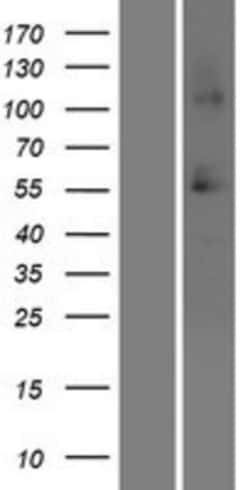 Novus Biologicals&trade;&nbsp;SRCRB4D Overexpression Lysate