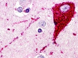 SREB3 Antibody - BSA Free, Novus Biologicals 0.05mL; Unlabeled:Antibodies,