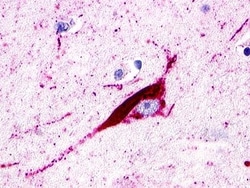 SREB3 Antibody - BSA Free, Novus Biologicals 0.05mL; Unlabeled:Antibodies,