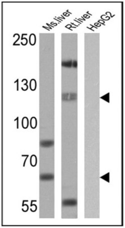 SREBP1 Antibody, Novus Biologicals 0.1mg; Unlabeled:Antibodies, Polyclonal