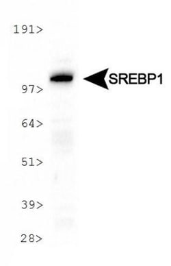 SREBP1 Antibody (2A4) - BSA Free, Novus Biologicals 0.1mL; Unlabeled:Antibodies,