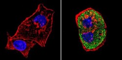 SREBP1 Antibody, Novus Biologicals 0.1mg; Unlabeled:Antibodies, Polyclonal
