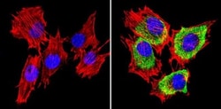 SREBP1 Antibody, Novus Biologicals 0.1mg; Unlabeled:Antibodies, Polyclonal