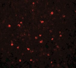 SREBP2 Antibody - BSA Free, Novus Biologicals 0.1mg; Unlabeled:Antibodies,