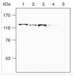 SREBP2 Antibody (1D2) - BSA Free, Novus Biologicals 0.1mg; Unlabeled:Antibodies,