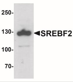 SREBP2 Antibody - BSA Free, Novus Biologicals 0.1mg; Unlabeled:Antibodies,