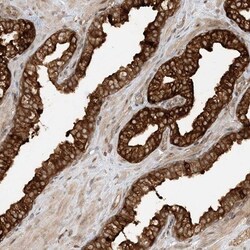 SREC-II/SCARF2 Antibody, Novus Biologicals 25 &mu;L; Unlabeled:Antibodies,