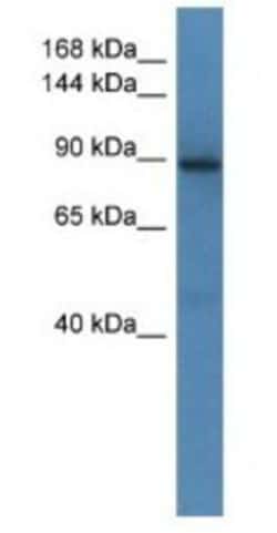 SRGAP1 Antibody, Novus Biologicals:Antibodies:Primary Antibodies