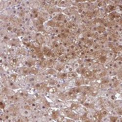 SRGAP1 Antibody, Novus Biologicals:Antibodies:Primary Antibodies