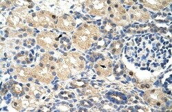 SRP14 Antibody, Novus Biologicals 0.1mg; Unlabeled:Antibodies, Polyclonal