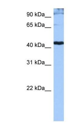 SRp55 Antibody, Novus Biologicals 0.05mg; Unlabeled:Antibodies, Polyclonal
