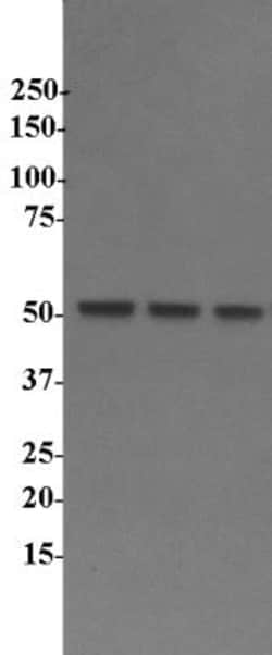 SRp55 Antibody, Novus Biologicals 0.1mg; Unlabeled:Antistoffer