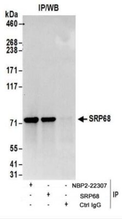 SRP68 Antibody, Novus Biologicals 0.1mg; Unlabeled:Antibodies, Polyclonal