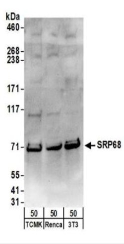 SRP68 Antibody, Novus Biologicals 0.1mg; Unlabeled:Antibodies, Polyclonal