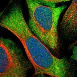 SRPK2 Antibody, Novus Biologicals 0.1mL; Unlabeled:Antibodies, Polyclonal