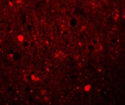 SRPX Antibody - BSA Free, Novus Biologicals 0.1mg; Unlabeled:Antibodies,