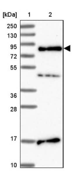 SRRM5 Antibody, Novus Biologicals 25 &mu;L, Unlabeled:Antibodies, Polyclonal