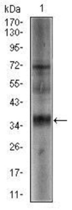 SRY Antibody (1G4) - BSA Free, Novus Biologicals 0.025 mL, Unlabeled:Antibodies,