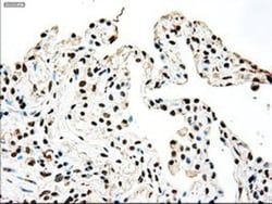 SSB Antibody (OTI2C8), Novus Biologicals 0.1mL; Unlabeled:Antikörper