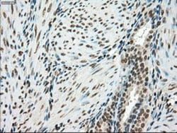 SSB Antibody (OTI2C8), Novus Biologicals 0.1mL; Unlabeled:Antikörper