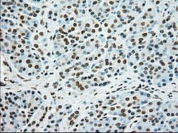 SSB Antibody (OTI2C8), Novus Biologicals 0.1mL; Unlabeled:Antikörper