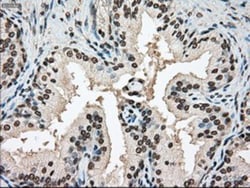 SSB Antibody (OTI2C8), Novus Biologicals 0.1mL; Unlabeled:Antikörper