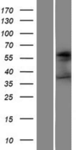 Novus Biologicals™ SSEA-1 Overexpression Lysate