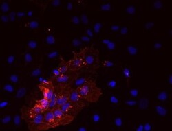 SSEA-5 Antibody (8e11), Novus Biologicals 0.1mL; Unlabeled:Antibodies,