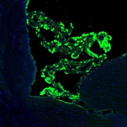 SSR3 Antibody, Novus Biologicals 0.1mL; Unlabeled:Antibodies, Polyclonal