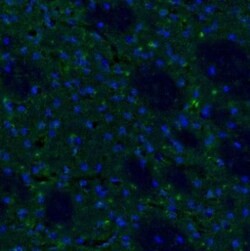 SSR3 Antibody, Novus Biologicals 0.1mL; Unlabeled:Antibodies, Polyclonal