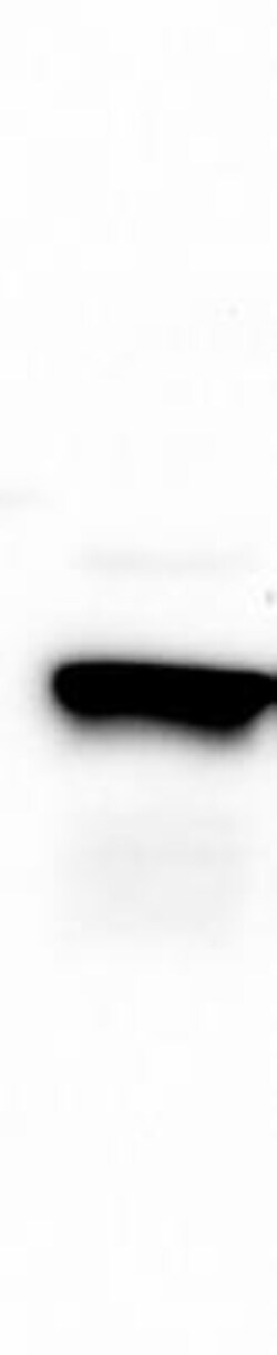 SSR3 Antibody, Novus Biologicals 0.1mL; Unlabeled:Antibodies, Polyclonal