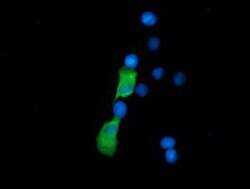 SSSCA1 Antibody (OTI2F5), Novus Biologicals 0.1mL; Unlabeled:Antibodies,