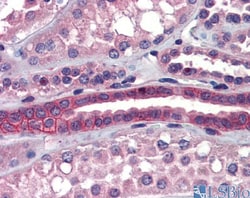 SSX2IP Antibody, Novus Biologicals:Antibodies:Primary Antibodies