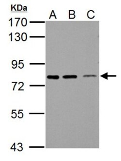 SSX2IP Antibody, Novus Biologicals 0.1mL; Unlabeled:Antibodies, Polyclonal