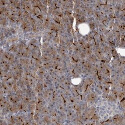 SSX2IP Antibody, Novus Biologicals:Antibodies:Primary Antibodies