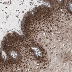 Stabilin-1 Antibody, Novus Biologicals 25 &mu;L | Buy Online | Novus Biologicals | Fisher Scientific