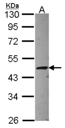 STAC Antibody, Novus Biologicals 0.1mL; Unlabeled:Antibodies, Polyclonal