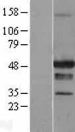 Novus Biologicals&trade;&nbsp;STAC Overexpression Lysate