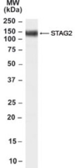 STAG2 Antibody, Novus Biologicals 0.1mg; Unlabeled:Antibodies, Polyclonal